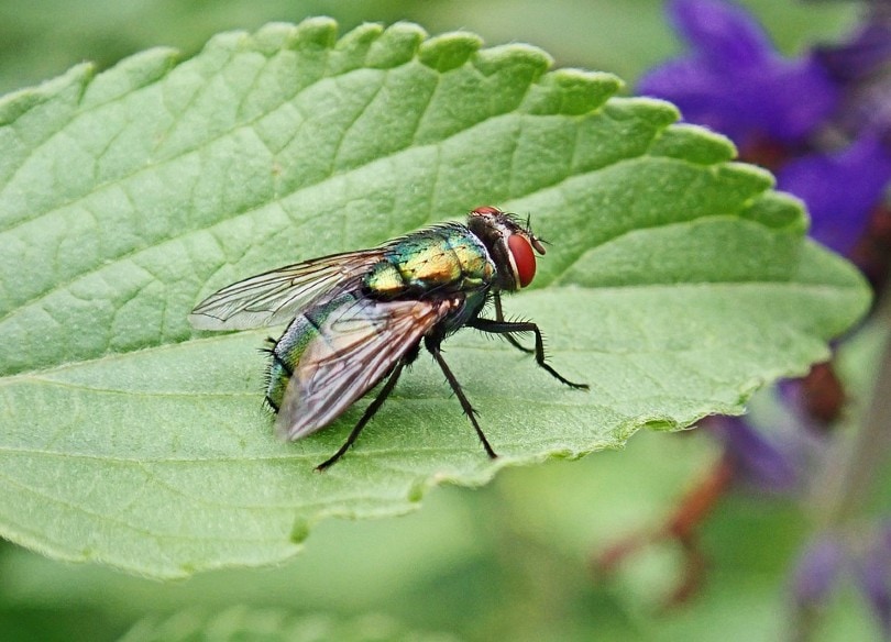 Flies
