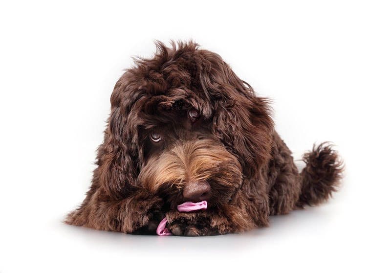 Fluffy dog playing with scrunchie, hair band or underwear clothes.