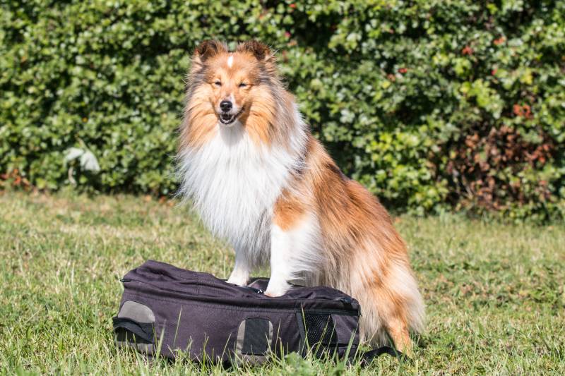 Fluffy smiling sable white shetland sheepdog standing