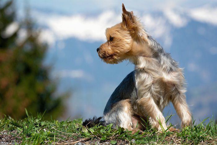 Fourche Terrier