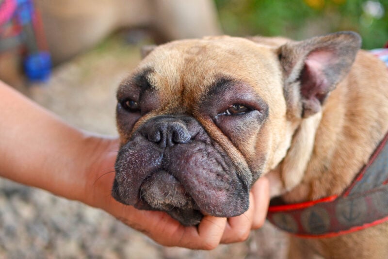 French Bulldog dog with swollen face and red puffy eyes after suffering an allergic reaction