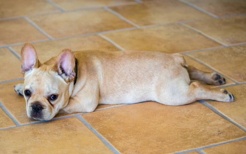 French Bulldog male puppy Splooting on tiled floor
