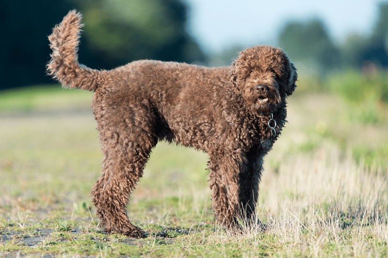 French water dog