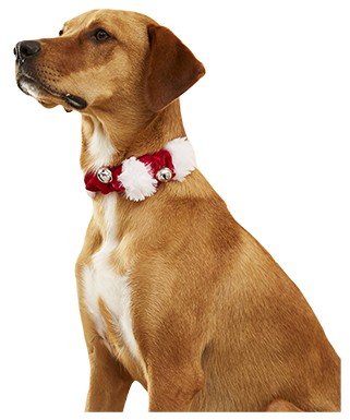 Frisco Jingle Bells Dog & Cat Holiday Collar with Bells