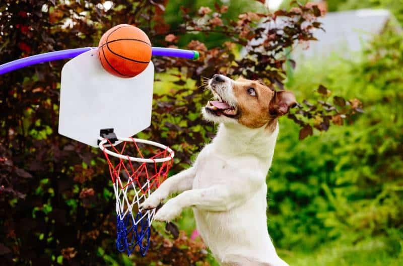 Funny basketball player dog catching ball above hoop