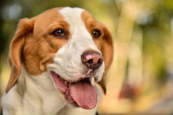 Funny beautiful lemon beagle