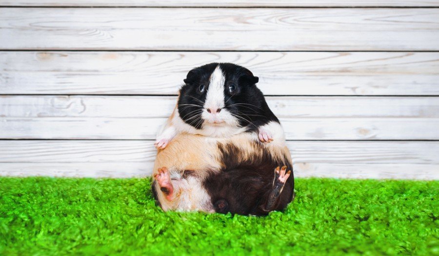 Funny fatly and lazy guinea pig_shchus_shutterstock