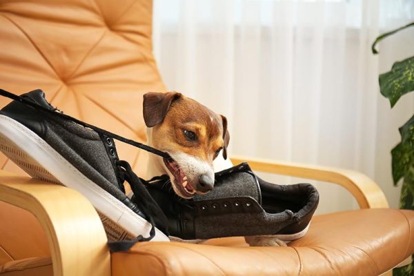 Funny naughty dog playing with shoes at home