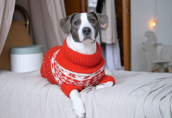 Funny puppy in knit sweater