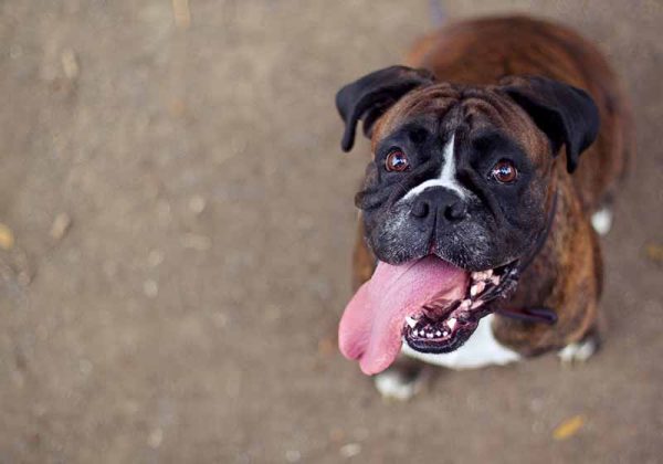 Funny smiling boxer dog looking into the camera