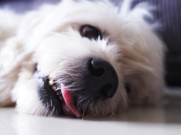 Furry white dog is lying on floor and tongue out from mouth to cooling of body