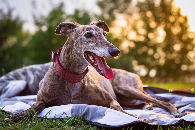 Galgo Dog