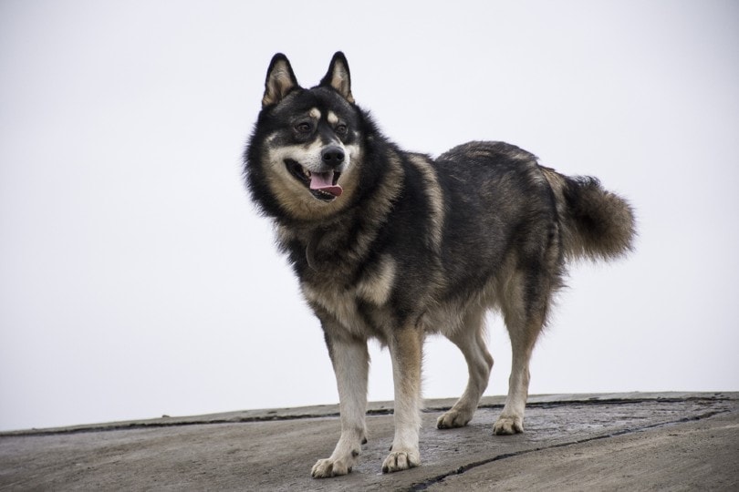 Gerberian Shepsky standing outdoor