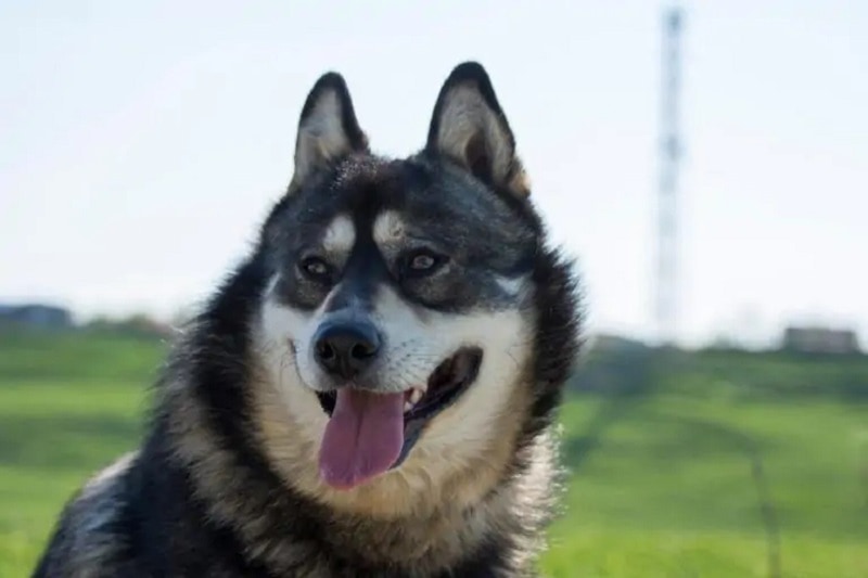 Gerberian Shepsky_Shutterstock_Ovidiu Constantin Moraru