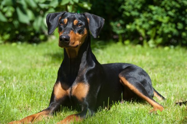 German Pinscher in park