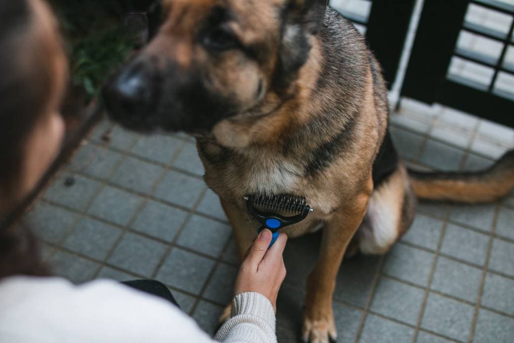 German Shepherd Brush