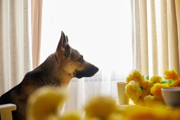 German Shepherd dog sitting near the dining table