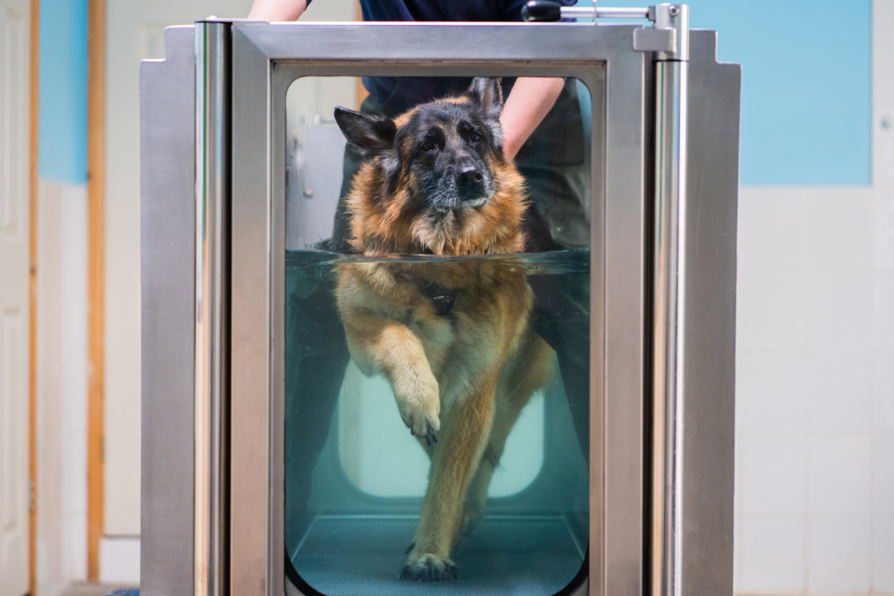 German Shepherd hydrotherapy treadmill session