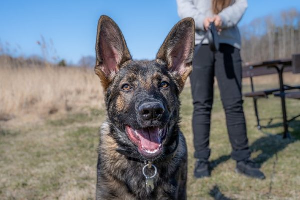 German Shepherd puppy