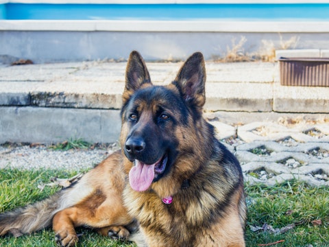 German Shepherds