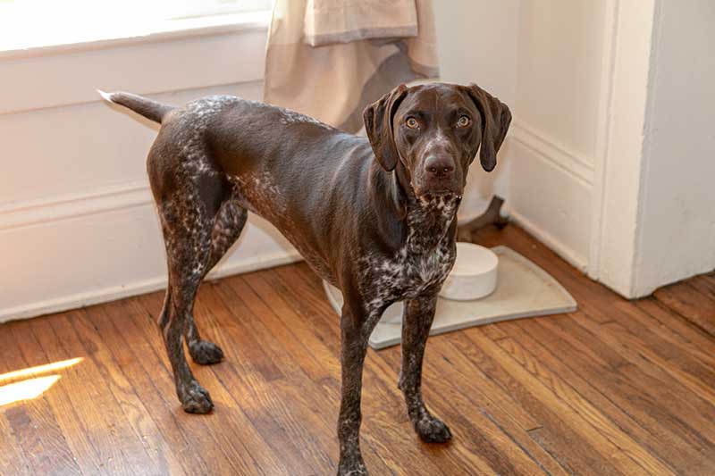 German Short Haired Pointer