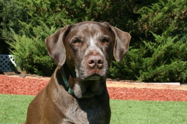 German Shorthaired Lab (German Shorthaired Pointer x Labrador Retriever)