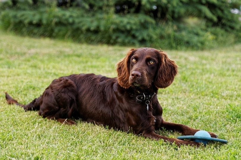 Spaniel-on-green-grass_