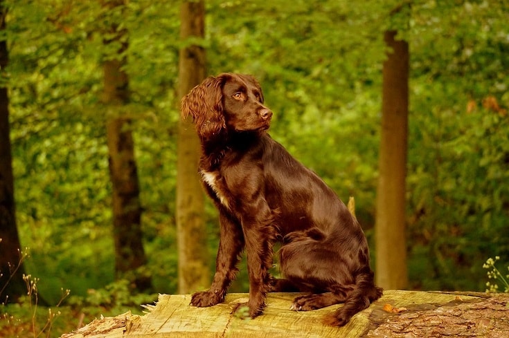 German Spaniel standing on a log