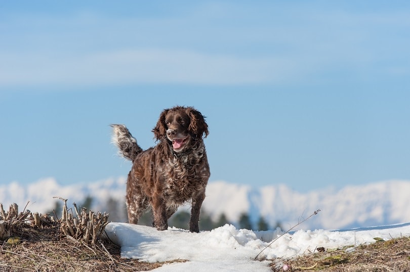 German Spaniel standing on snow