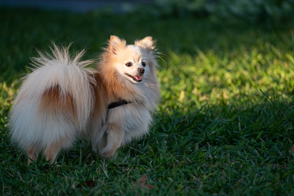 German Spitz dog playing in a city square at golden hour