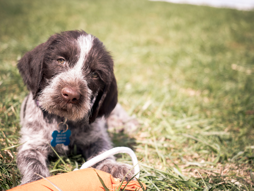 German Wirehaired Pointer Puppy with toy closeup