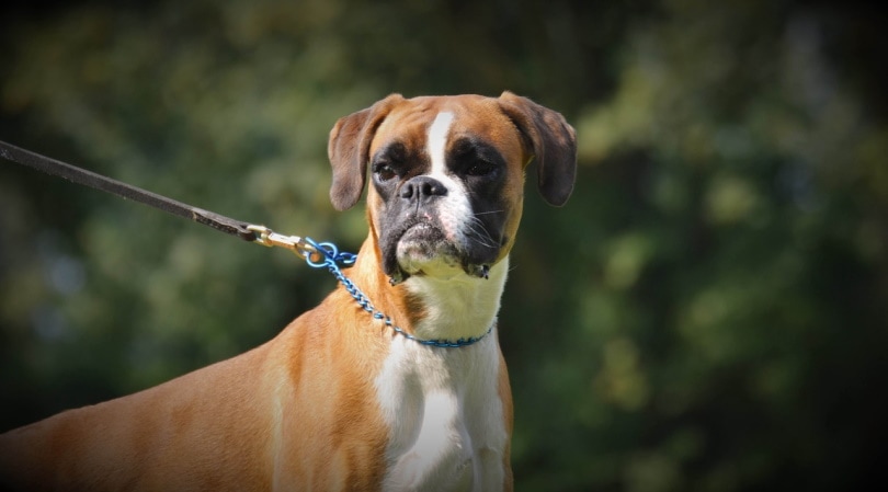 German boxer on a leash