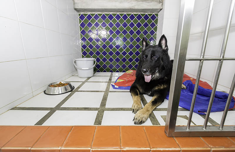 German shepherd dog in pet hotel