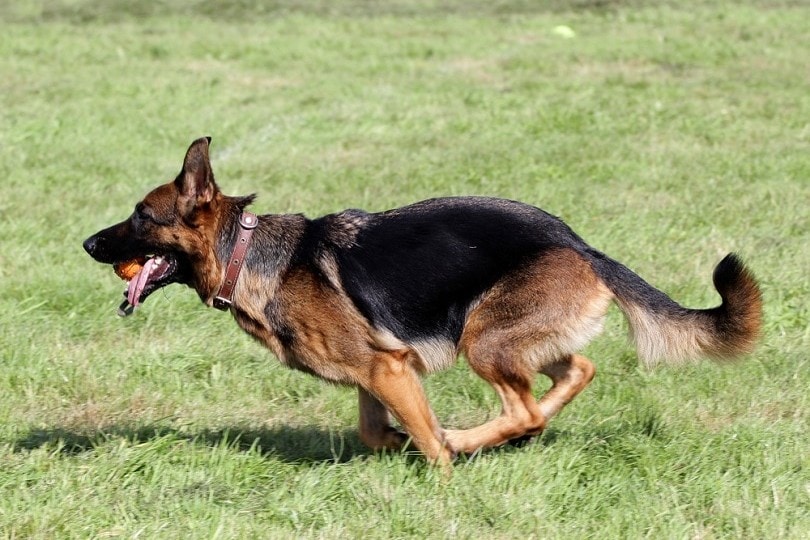 German shepherd running on grass