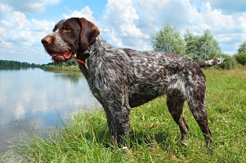 German-wirehaired-pointer-standing-on-the-river