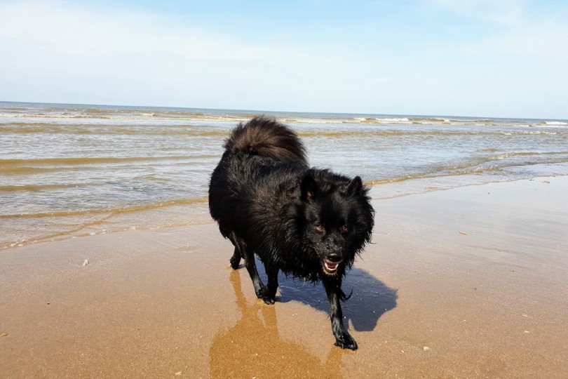 Giant German Spitz