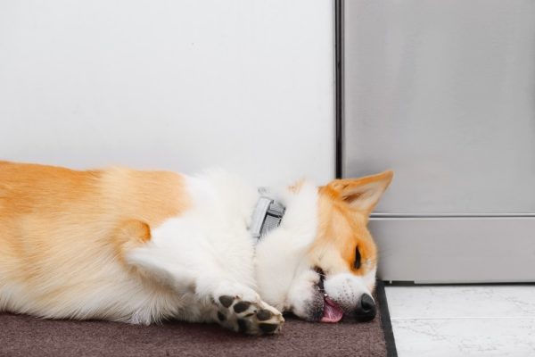 Ginger Corgi Pembroke Dog laying and sleeping