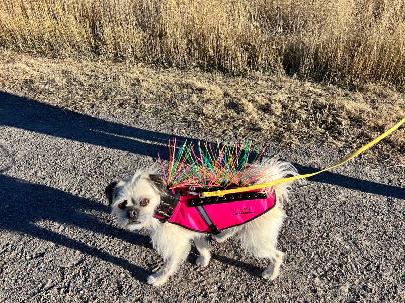 Gizmo-walking-wearing-CoyoteVest-with-Whiskers_Kate