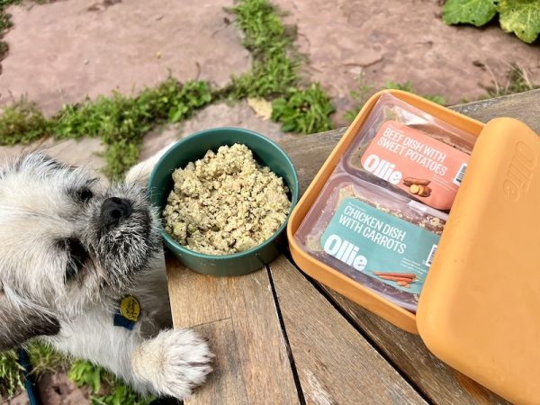 White fluffy dog looking at Ollie fresh dog food chicken and beef recipes on table