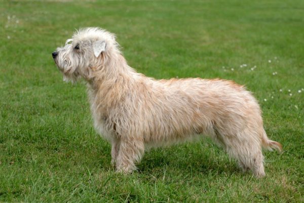 Glen of Imaal Terrier dog standing in the garden