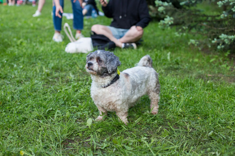 Glen of Imaal Terrier dog standing on the grass