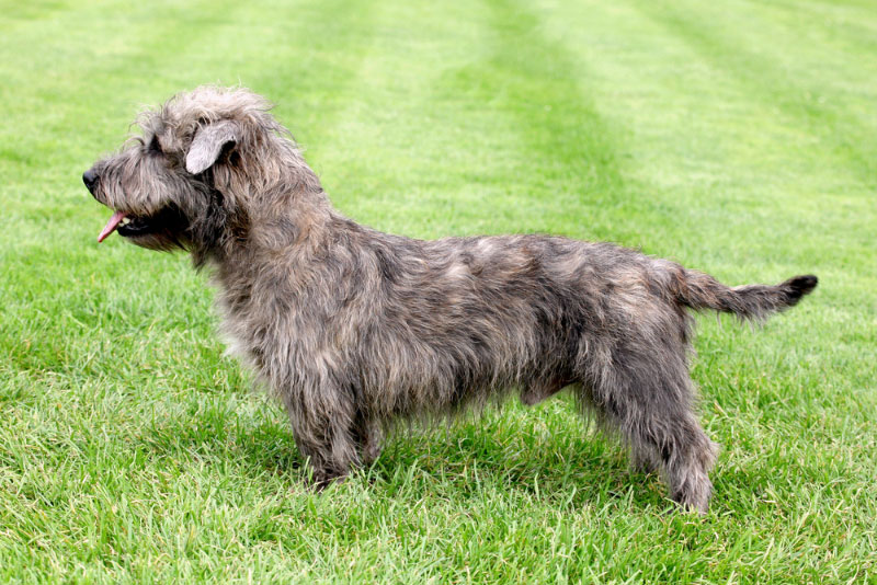 Glen of Imaal Terrier dog standing on the lawn