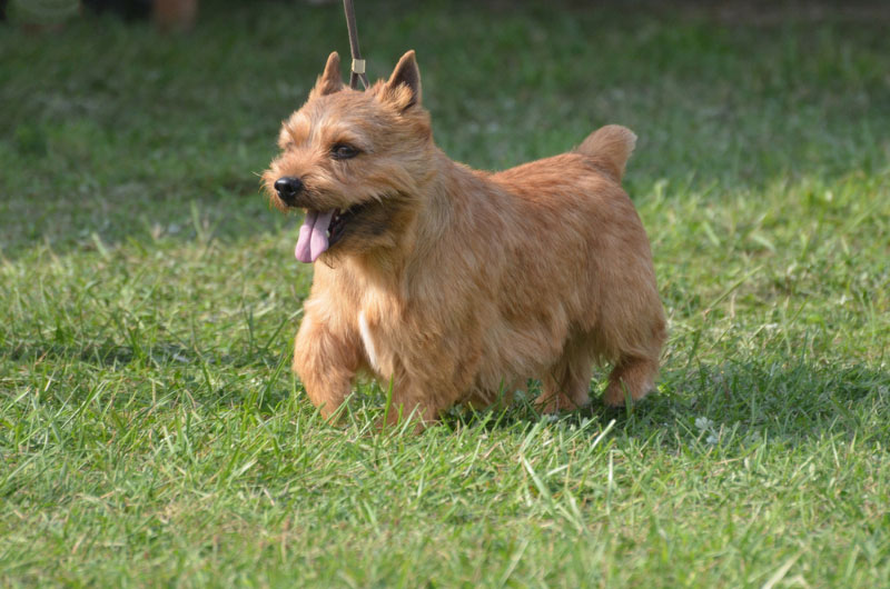 Glen of Imaal Terrier dog walking outdoor