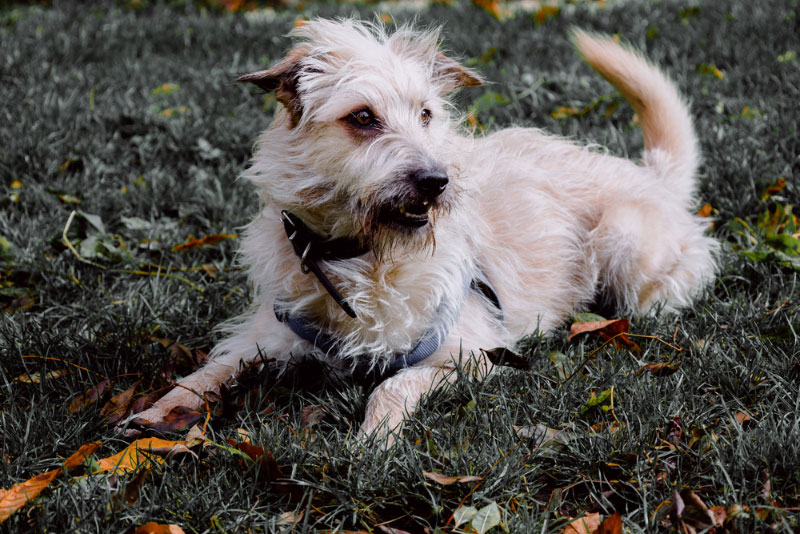 Glen of Imaal Terrier dog with harness lying on grass