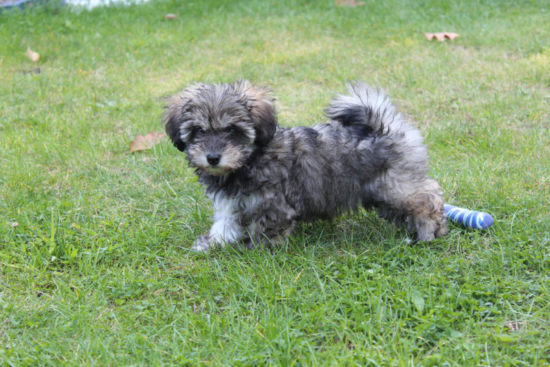 Glen of Imaal Terrier puppy at the park