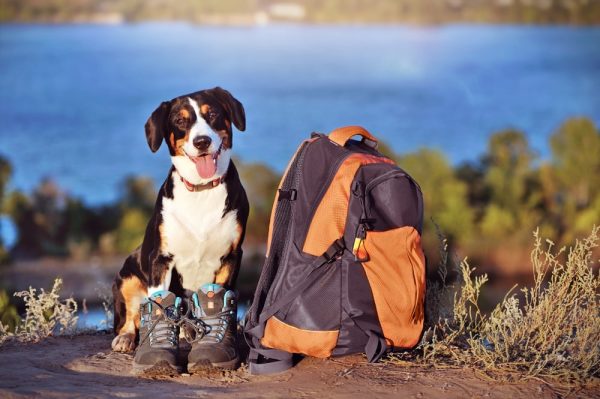 Going hiking with a dog