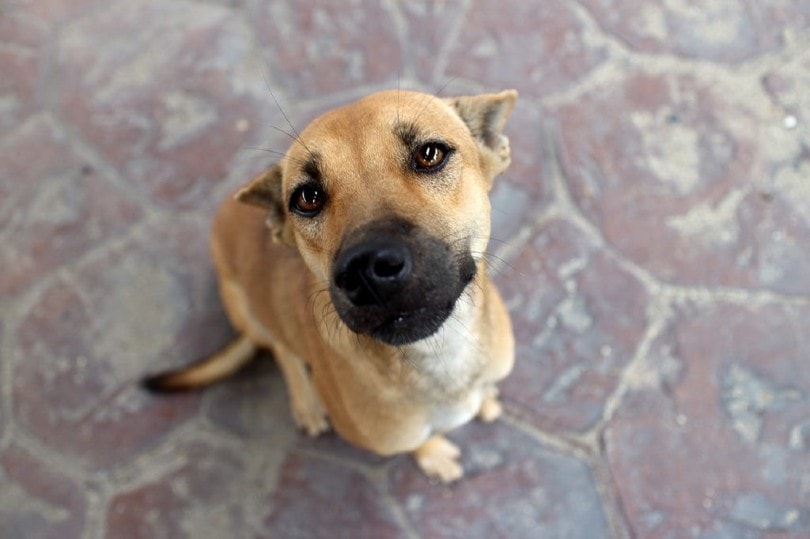 Golden Boxer (Golden Retriever x Boxer)