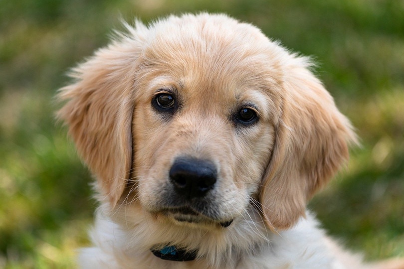 Golden Retriever puppy outside