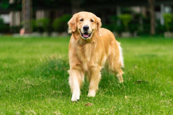 Golden Labrador Retriever