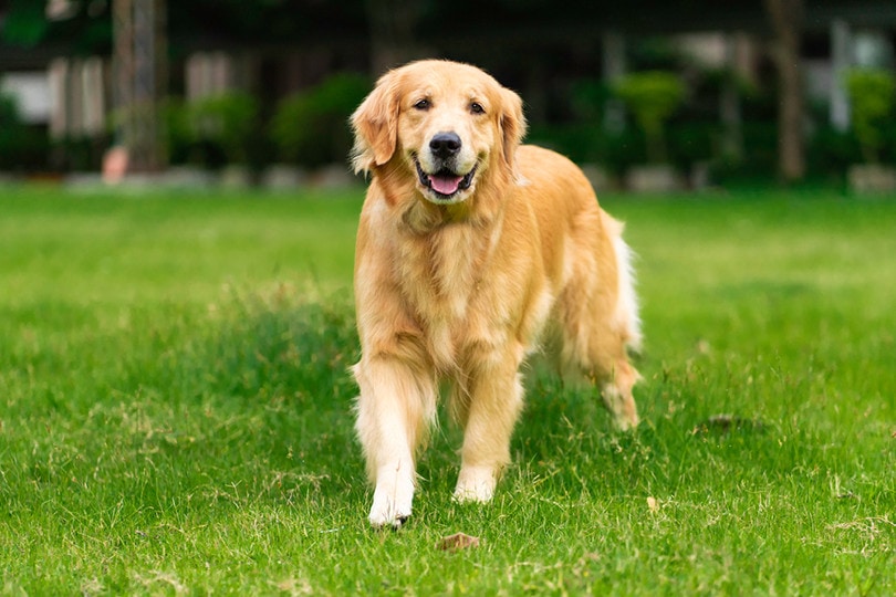 Golden Labrador Retriever